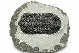 Bargain, Austerops Trilobite - Visible Eye Facets #251024-3